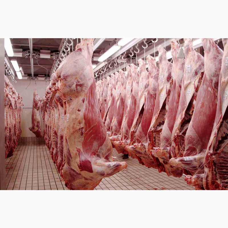 Фото 6. КРС мясо на экспорт-баранина, телятина, говядина на Мусульманские страны