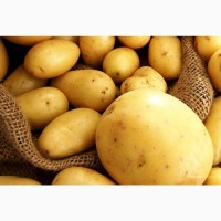 Картофель продовольственный молодой 2021