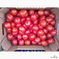 Продаём тепличные помидоры оптом