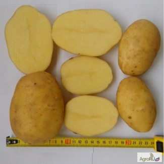 Картофель продовольственный Артемис 5+ от производителя РБ