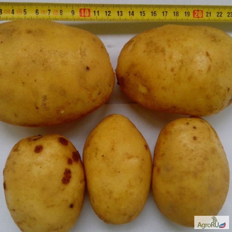 Фото 2. Картофель продовольственный Артемис 5+ от производителя РБ
