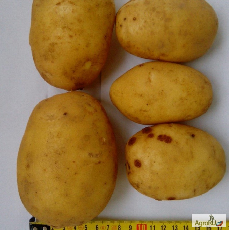 Фото 3. Картофель продовольственный Артемис 5+ от производителя РБ