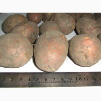 Картофель- калибр (3-4см)