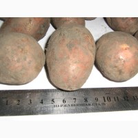 Картофель- калибр (3-4см)