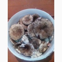 Продам свежие лесные грибы