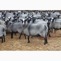 Продаем баранов и овец (романовская порода)