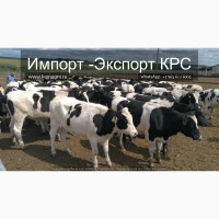 Продам коров дойных, нетелей молочных пород 1 500 голов КРС