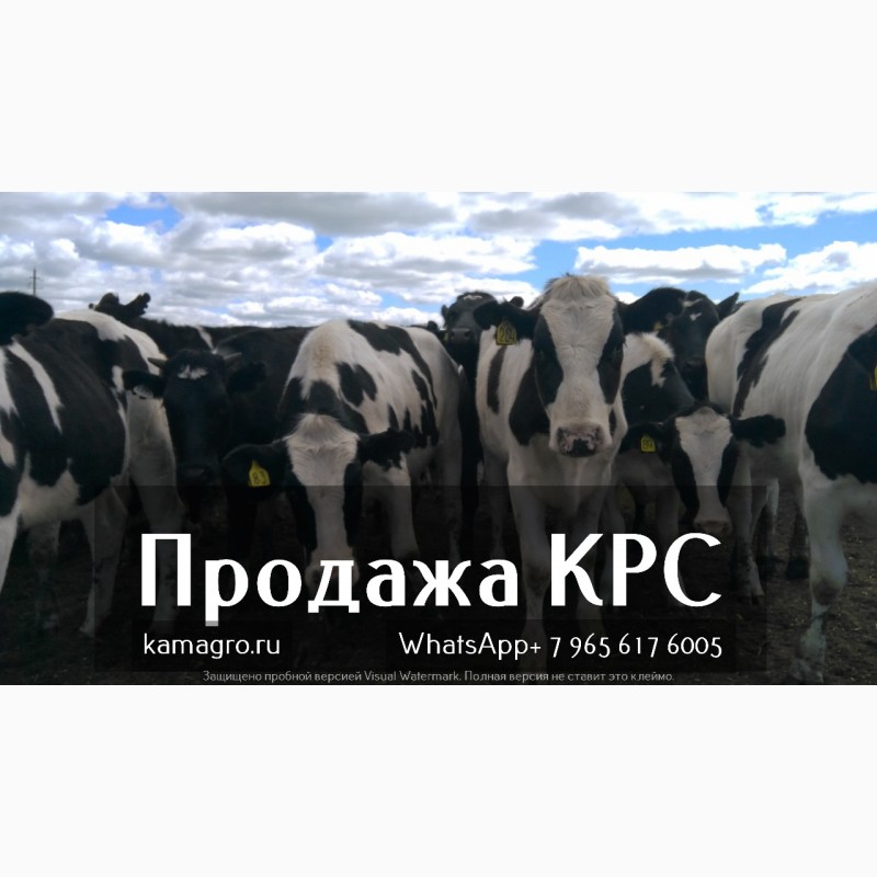 Фото 3. Продажа коров дойных, нетелей молочных пород в России