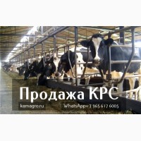 Продажа коров дойных, нетелей молочных пород в Шелехов