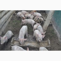 Продаются свиноматки