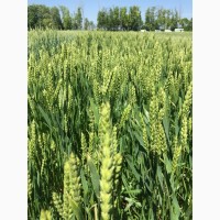 Семена озимой пшеницы Этюд ЭС/РС1/РС2