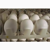 Доступны здоровые цыплята / яйца страусов и эму