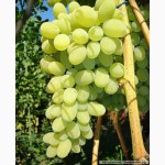 Вкусный и спелый виноград