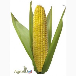 Гибриды семена кукурузы Pioneer ПР39Д81 (ФАО 260)