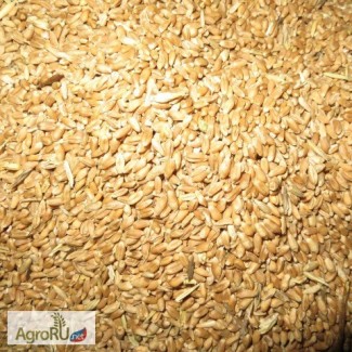 Пшеница 4, 5 класс, Ячмень