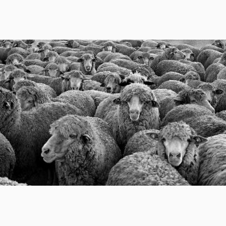 Продаю овец мясных пород живым весом. 140 руб/кг