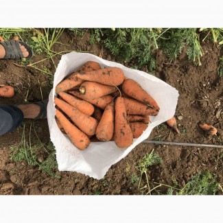Морковь свежая от производителя