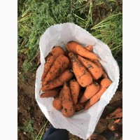 Морковь свежая от производителя