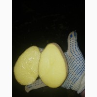 Картофель бриз
