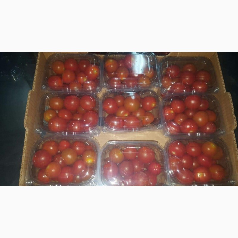 Фото 5. Предлагаю свежий томат (Марокко)