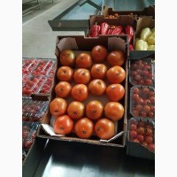 Предлагаю свежий томат (Марокко)