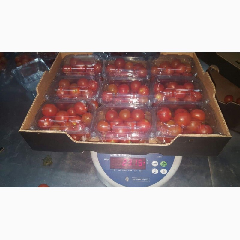 Фото 9. Предлагаю свежий томат (Марокко)