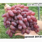 Саженцы винограда 2-х летние корнесобственые 86 десертных морозоустойчивых сортов-почтой.
