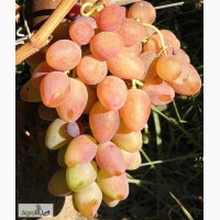 Саженцы и черенки винограда из саратова