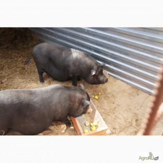 Вьетнамские вислобрюхие свинки