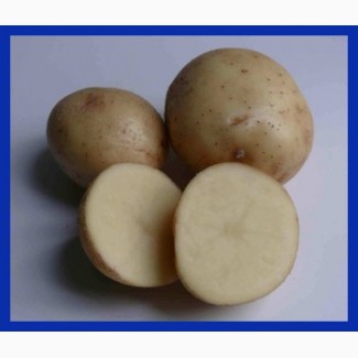 Семенной картофель ранних сортов ЭЛИТА оптом