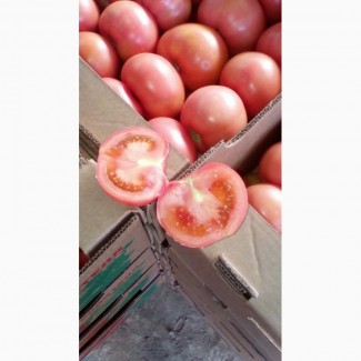 Продам помидоры розовые, свежий урожай