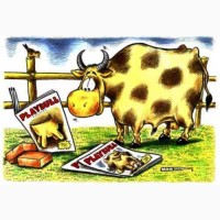 Коровы/телки - искусственное осеменение