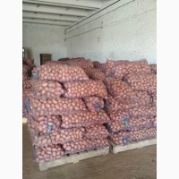 Продаем картофель оптом от 20 тонн напрямую с колхоза. Калибр 5