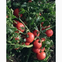 Продаем семена томатов в Краснодаре