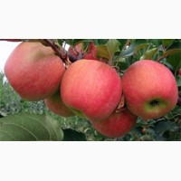 Продам яблоки производства РБ