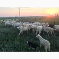 Продаем стадо коз на мясо 150-170шт