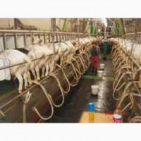 Проекты ферм для молочных коз