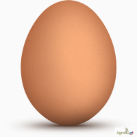 Яйцо С1