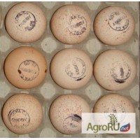 Инкубационное яйцо всех видов птиц