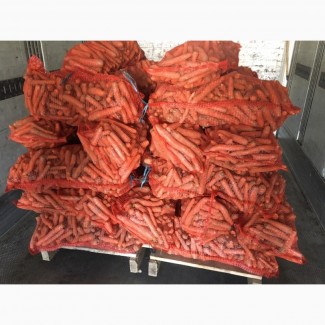Морковь оптом от производителя 8 руб./кг