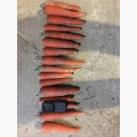 Морковь оптом от производителя 8 руб./кг