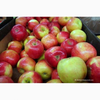 Яблоки Гала по цене от производителя с доставкой по России