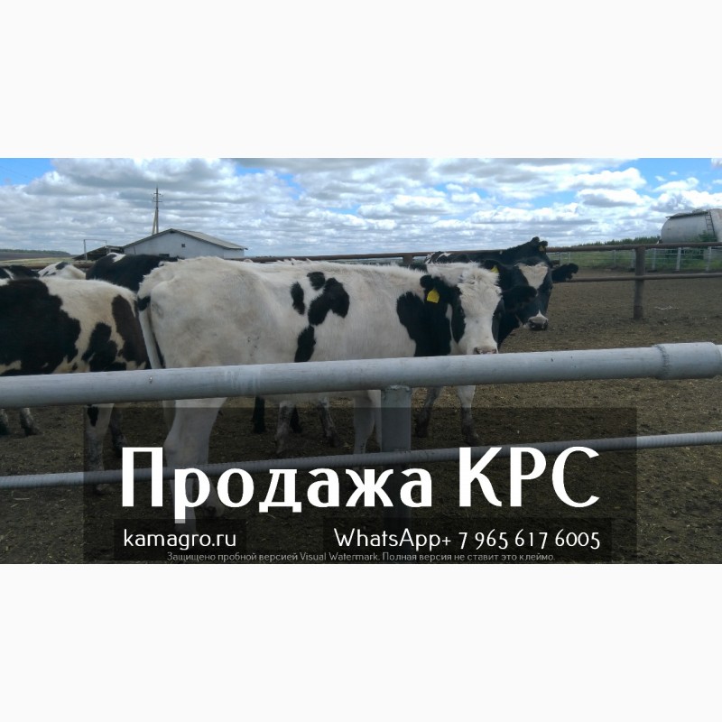 Фото 4. Продажа коров дойных, нетелей молочных пород в России и странах СНГ