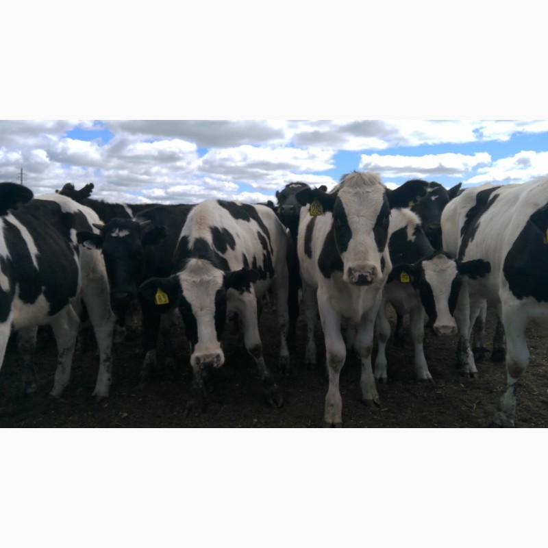 Фото 2. Продажа коров дойных, нетелей молочных пород в Грузию
