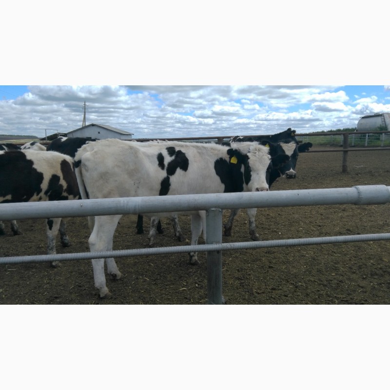 Фото 4. Продажа коров дойных, нетелей молочных пород в Грузию
