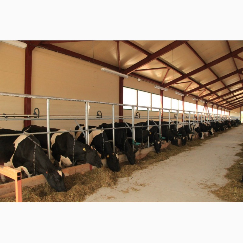 Фото 7. Продажа коров дойных, нетелей молочных пород в Грузию
